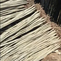 صنوبر و کبوده|خدمات باغبانی و درختکاری|سقز, |دیوار