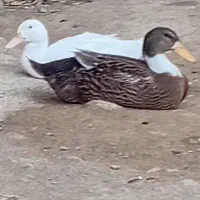 دانه ای  ۱۰۰۰،۰۰۰