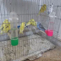 ۱۷تا مرغ عشق|پرنده|کرمانشاه, |دیوار