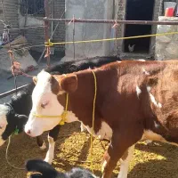 گاو آبستن سیمینتال وهلشتاین|حیوانات مزرعه|بیرانوند, |دیوار