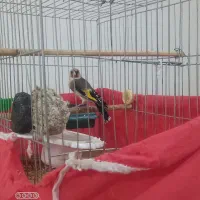 سهره بسیار زیبا و خوش صدا