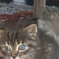 واگذاری یک گربه خوشگل پرشین چشم ابی|گربه|ارومیه, |دیوار