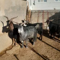 سابرون یخته|حیوانات مزرعه|کوهدشت, |دیوار