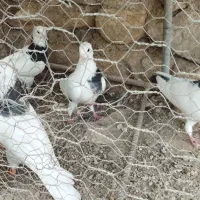 یه دسته ۷تایی طوقی بهبهونی زرنگ زرنگ نر|پرنده|شیراز, شهرک امیر کبیر|دیوار