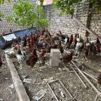 مرغ وخروس|پرنده|مینودشت, |دیوار