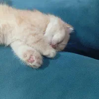 گربه  اسکاتیش (جفت نر و ماده)|گربه|رشت, خمیران زاهدان|دیوار