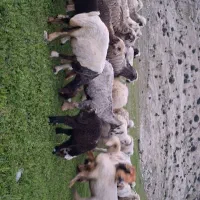 فروش میش درجه یک و نژاد دار