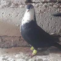 یک تومان|پرنده|سراوان, |دیوار