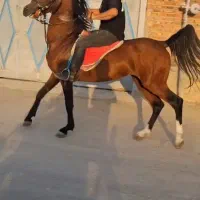 فروش ۲۵ راس اسب باشگاهی و پالانی  در هم