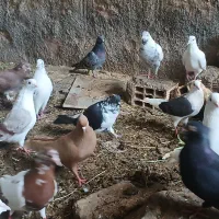 کبوتر