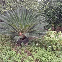 گل سیکاس|گل و گیاه طبیعی|نوشهر, |دیوار