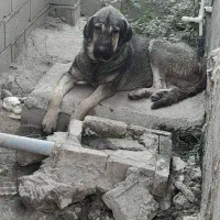 دوعدد توله پژدر