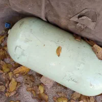 کپسول سی آن جی