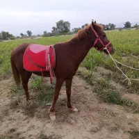 اسب ماده آرام مخصوص سوار کاری