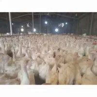 انواع بوقلمون یک روزه و یک ماهه