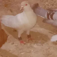 کفتر نر سبز چاپی خال نر دتاش باهم ۱تومن