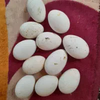 تخم قوغاز اوکراینی اصل درجه یک عکس شونو گذاشتم