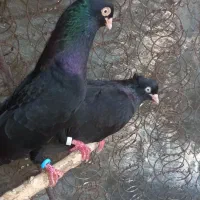 سیاه ابادان|پرنده|بندر ماهشهر, |دیوار