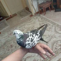 کفتر دستی|پرنده|تهران, مشیریه|دیوار