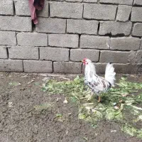 تعدادی غاز بوقلمون و خروس|حیوانات مزرعه|کرج, کمال‌شهر|دیوار