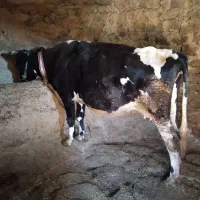 گاودورگه|حیوانات مزرعه|سنندج, |دیوار