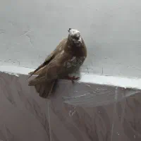 فروش|پرنده|شیروان (لرستان), |دیوار