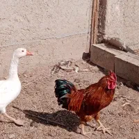 غازنروماده|حیوانات مزرعه|قزوین, |دیوار