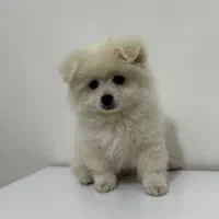 پامر خرسی اورجینال