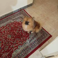 یک سگ پامر   با ادب و حرف گوش کن