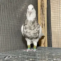 طوقی|پرنده|ورزنه, |دیوار