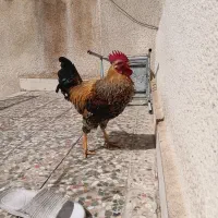 فروش فوری یک عدد خروس رسمی