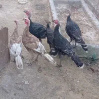 بوقلمون برنزه و بوربون