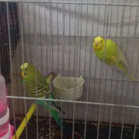 مرغ عشق و فنچ