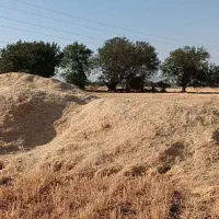 کاه خورد شده گندم دیم