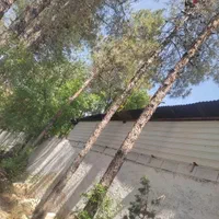 خریدار هر نوع چوب شما