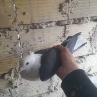 کفتر کربلایی نر|پرنده|بهارستان, |دیوار