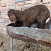 میش و بره های دوقلو|حیوانات مزرعه|نرماشیر, |دیوار