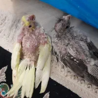سه عدد عروس هلندی جوجه