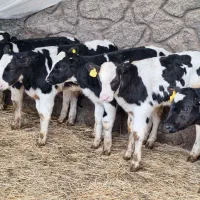 گوساله نر شیری از شرکت فکا