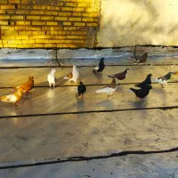 سیزده عددکبوتررنگی|پرنده|خرمشهر, |دیوار