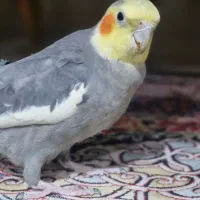 عروس هلندی نر سخنگو