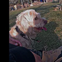 سگم گمشده کسی پیدا کنه بهش مژدگانی