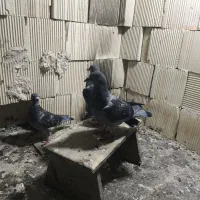 ۲ عدد جوجه پلاکی|پرنده|امیدیه, |دیوار