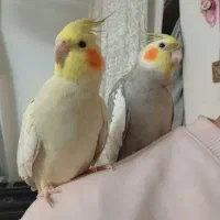 عروس هلندی مولد درجه یک