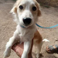 سگ پامر|سگ|اردکان, |دیوار