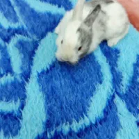 خرگوش|موش و خرگوش|میبد, |دیوار