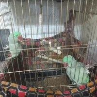 طوطی اسکندر