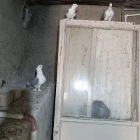کبوتر بلژیکی