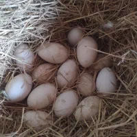 فروش تخم غاز نطفه دار