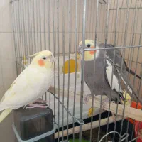 عروس هلندی|پرنده|خرمشهر, |دیوار